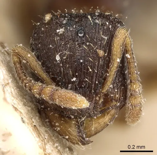 Tetramorium simillimum - CASENT0281192