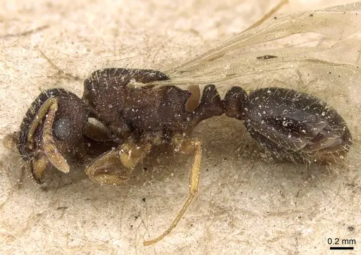 Tetramorium simillimum - CASENT0281192