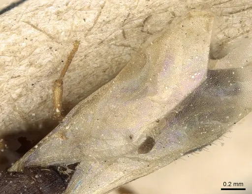 Tetramorium simillimum - CASENT0281192