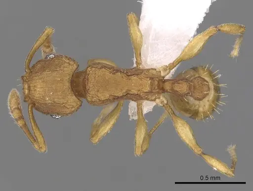 Tetramorium simillimum - CASENT0316955