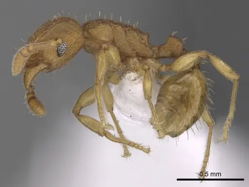 Tetramorium simillimum - CASENT0316955