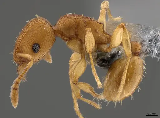 Tetramorium simillimum - CASENT0365915