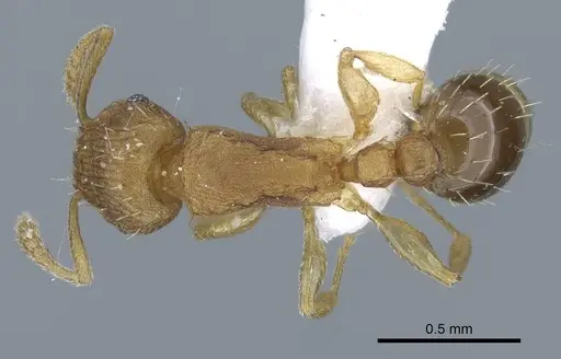 Tetramorium simillimum - CASENT0740793