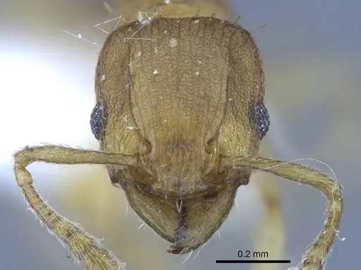 Tetramorium simillimum - CASENT0740793