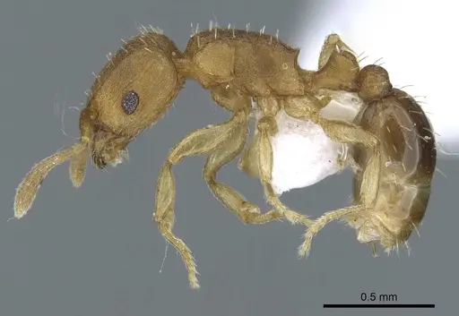 Tetramorium simillimum - CASENT0740793