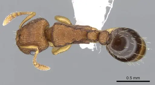 Tetramorium simillimum - CASENT0746627