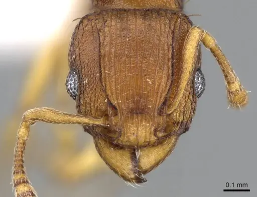 Tetramorium simillimum - CASENT0746627