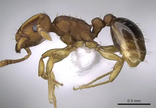 Tetramorium simillimum - CASENT0746627