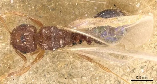 Tetramorium simillimum - CASENT0904832