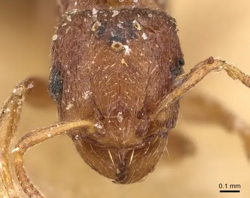 Tetramorium simillimum - CASENT0904832
