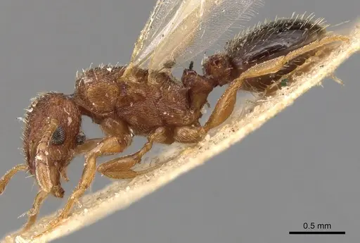 Tetramorium simillimum - CASENT0904832