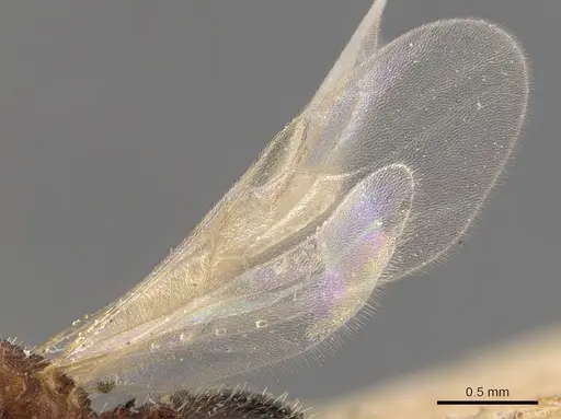 Tetramorium simillimum - CASENT0904832