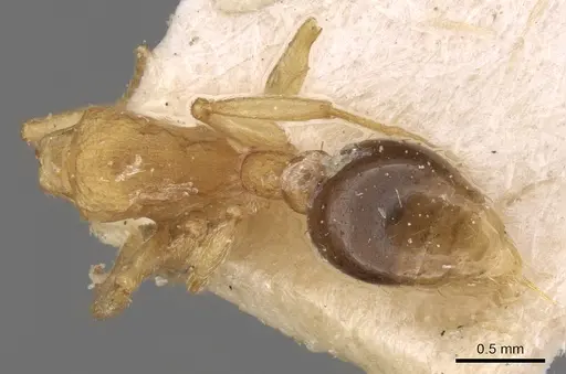 Tetramorium simillimum - CASENT0906125