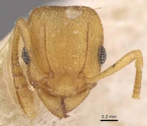 Tetramorium simillimum - CASENT0906125