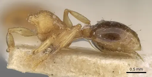 Tetramorium simillimum - CASENT0906125