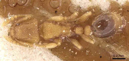 Tetramorium simillimum - CASENT0906137
