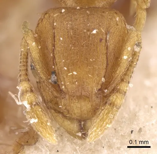 Tetramorium simillimum - CASENT0906137