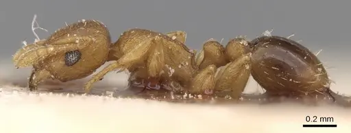 Tetramorium simillimum - CASENT0906137