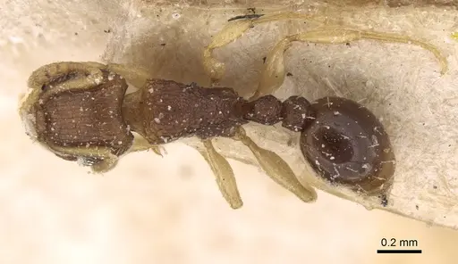 Tetramorium simillimum - CASENT0906138