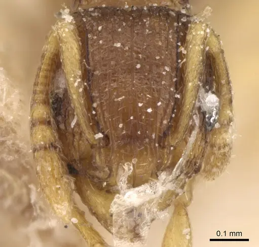 Tetramorium simillimum - CASENT0906138