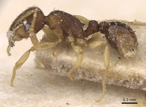 Tetramorium simillimum - CASENT0906138