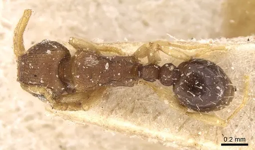 Tetramorium simillimum - CASENT0906139