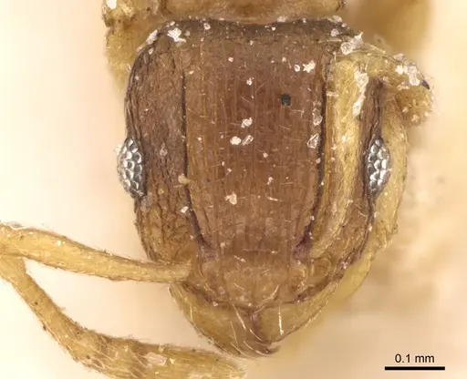 Tetramorium simillimum - CASENT0906139