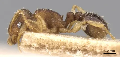 Tetramorium simillimum - CASENT0906139