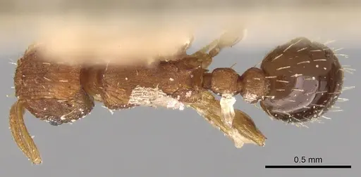 Tetramorium simillimum - CASENT0906140