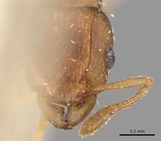 Tetramorium simillimum - CASENT0906140