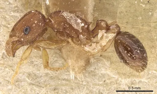 Tetramorium simillimum - CASENT0906140