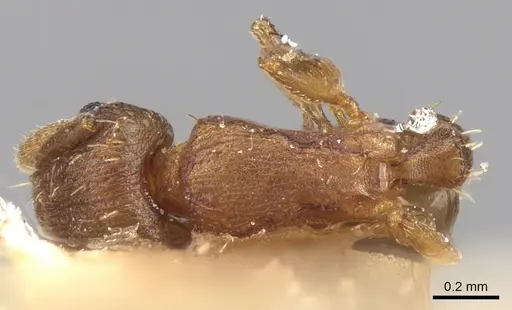 Tetramorium simillimum - CASENT0906141