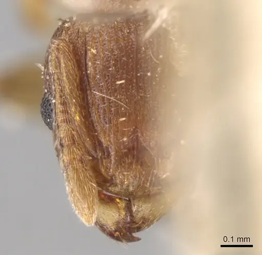 Tetramorium simillimum - CASENT0906141