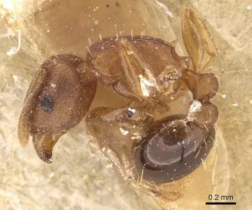 Tetramorium simillimum - CASENT0906141