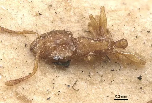 Tetramorium simillimum - CASENT0909115