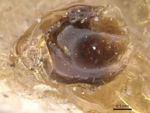 Tetramorium simillimum - CASENT0909115