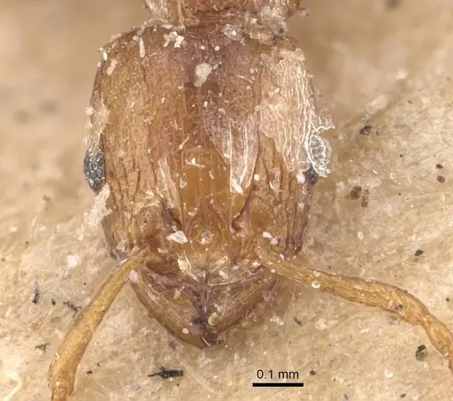 Tetramorium simillimum - CASENT0909115