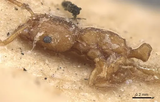 Tetramorium simillimum - CASENT0909115