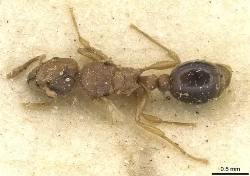 Tetramorium simillimum - CASENT0915079