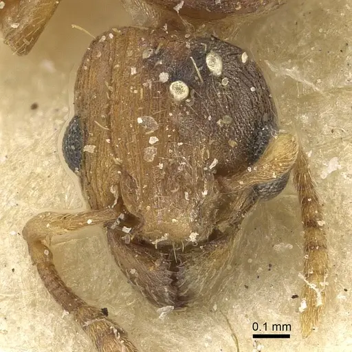 Tetramorium simillimum - CASENT0915079