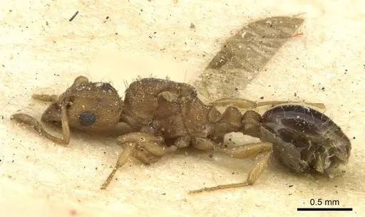 Tetramorium simillimum - CASENT0915079