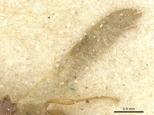 Tetramorium simillimum - CASENT0915079