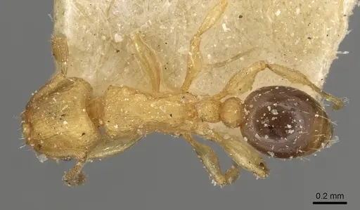 Tetramorium simillimum - CASENT0915080