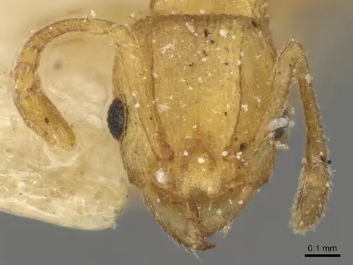 Tetramorium simillimum - CASENT0915080