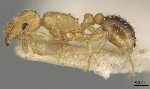 Tetramorium simillimum - CASENT0915080