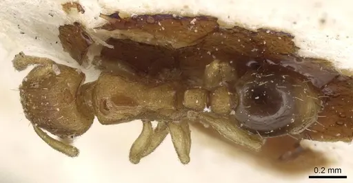 Tetramorium simillimum - CASENT0915081