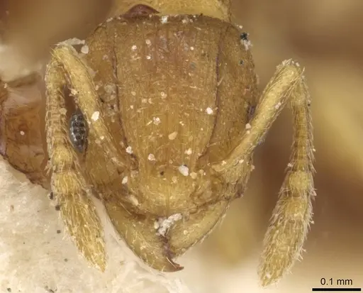 Tetramorium simillimum - CASENT0915081