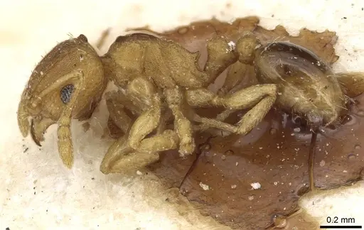 Tetramorium simillimum - CASENT0915081