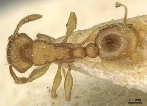 Tetramorium simillimum - CASENT0915082