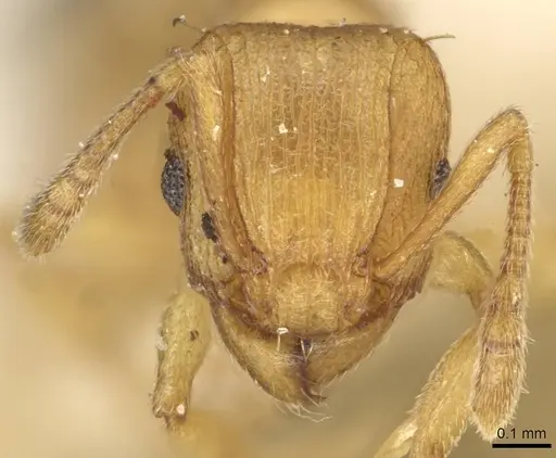 Tetramorium simillimum - CASENT0915082